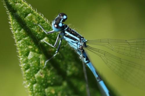Réf. 259 278 : Coenagrion mercuriale